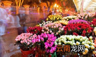 喜阳又好养的植物 喜阳好养的植物