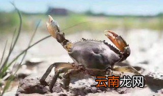 养青螃蟹怎么养家里 青蟹在家里怎么养
