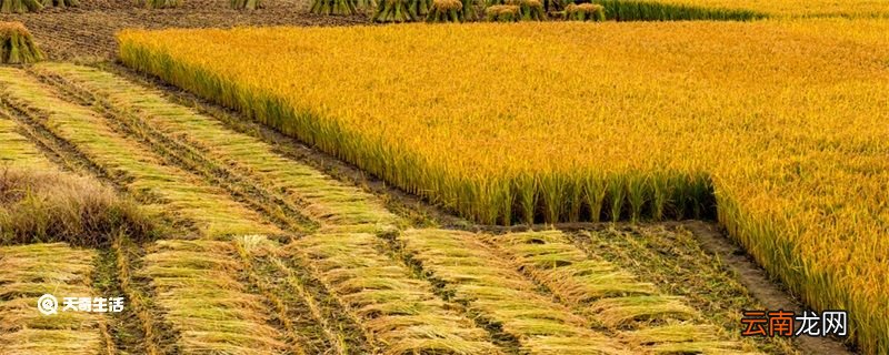 劳动节是干什么的 劳动节是什么节日