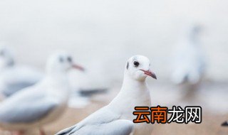 家里养鸽子怎么饲养 家里怎样养鸽子
