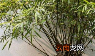家里怎么养竹子，家庭养竹子的方法