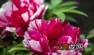 洋牡丹怎么在家里养 洋牡丹可以养在家里吗