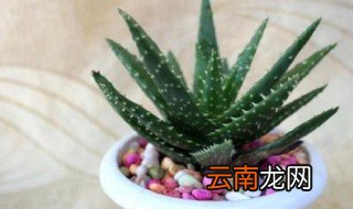 芦荟怎么养在家里 芦荟怎么养在家里会影响风水吗?