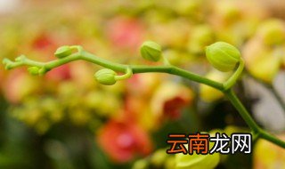 室内蝴蝶兰怎么养 家里蝴蝶兰怎么养
