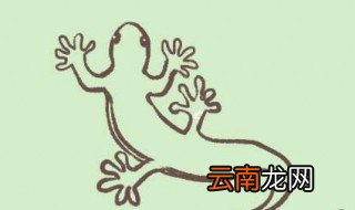 家里怎么养壁虎 家里怎么养壁虎,喂什么?