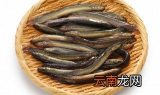 家里养泥鳅怎么养,家里如何养泥鳅