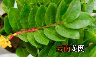 家里能养摇钱树吗 家里的摇钱树怎么养