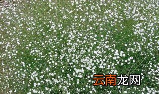 满天星怎么养 满天星怎么水养