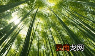家里竹子怎么养 家里竹子怎么养才能更旺盛