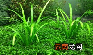 好养活的前景草 好养的前景草