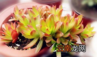 客厅多肉风水讲究 客厅最旺家的三种多肉