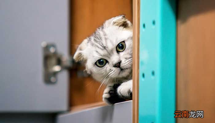 猫的瞳孔一天三变分别是什么 猫的瞳孔一天三变是什么
