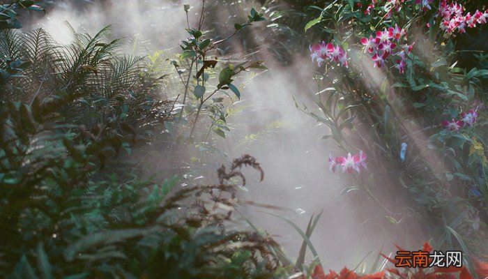 春天开的常见的花 春天有哪些盛开的花
