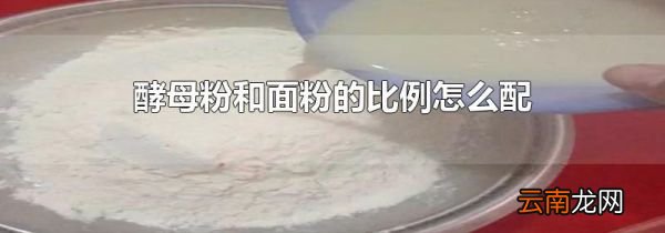 酵母粉和面粉的比例怎么配