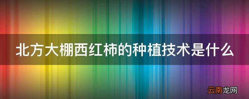 北方大棚西红柿的种植技术是什么