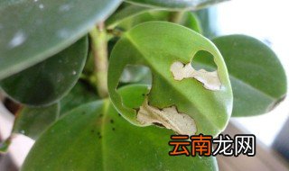 家里水养石头生虫怎么办，家里有涨水虫怎么办