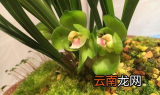 绿云兰花家里怎么养,绿云兰花怎么养出壮苗