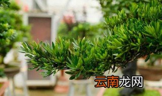 栽罗汉松需要有朝向吗 家里坐北向南罗汉松怎么养