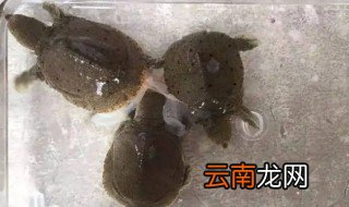 野生甲鱼放家里怎么养 野生甲鱼放在家怎么养