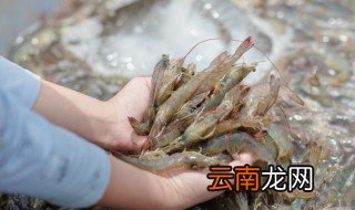 河里的小虾怎么养 家里小河虾怎么养