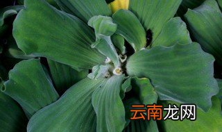 在家里怎样养大薸 家里大薸怎么养