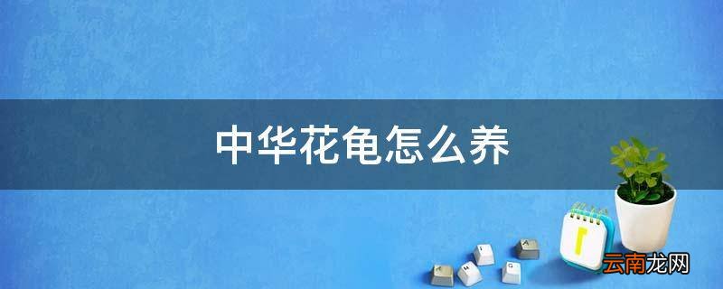 中华花龟怎么养