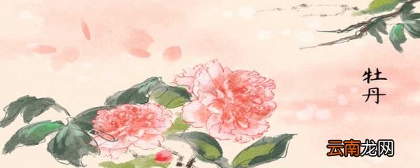 牡丹花开放的语句 牡丹花开放的语句有哪些