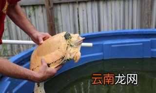 家里的鳖怎么养 家里怎么养鳖