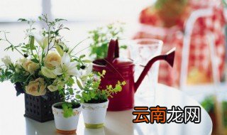 家里养花失败怎么办，家里养花不开花怎么办