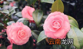 家里没用报纸怎么养花 家里没地方养花怎么办