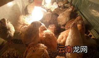 鹌鹑在家怎么样孵化? 家里没有孵化箱怎么养鹌鹑