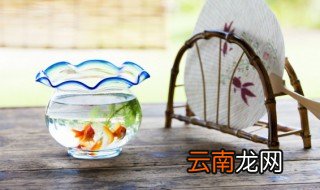 家里养金鱼缸怎么样 金鱼用鱼缸养好吗