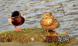 野鸭子放家里怎么养 野鸭子在家能养活吗