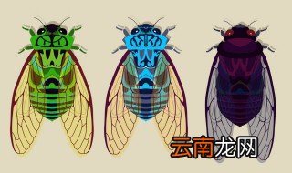 蝉在家里怎么养，怎么养活蝉