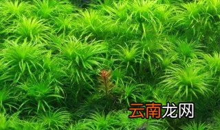 好养的水草都有哪些，哪种水草最好养活