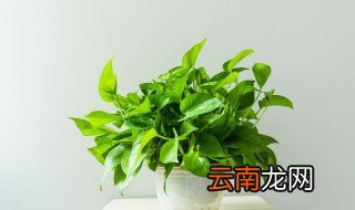 属马的家里养什么花好 属马的家里养什么花好对学业好