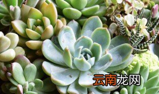 好养的多肉植物，好看好养的多肉植物