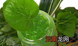 好养的绿植花卉 好养的绿植