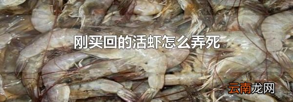 刚买回的活虾怎么弄死