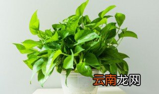 水养绿萝怎么养 绿萝水培快速生根方法