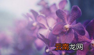 水苔培养的蝴蝶兰用什么水浇 水苔养蝴蝶兰怎么浇水