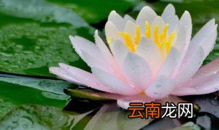紫色睡莲的水放多少 紫色睡莲怎么水养