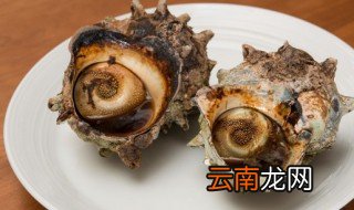 活海螺放冰箱保鲜能活吗 活海螺可以冷冻保存吗