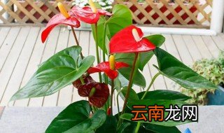 红掌积水烂根怎么办 水养红掌烂根怎么办