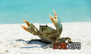 螃蟹放家里怎么养，螃蟹在家里怎么养