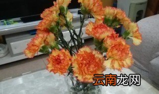 水养康乃馨怎么养延长花期 水养康乃馨怎么养