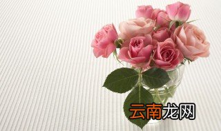 玫瑰怎么水养，洛神玫瑰怎么水养