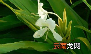 姜花怎么水养，生姜水养花
