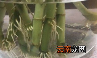 如何养水竹能快速生根 水养竹子怎么生根