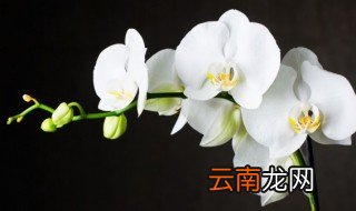 如何用水苔养君子兰 水苔养君子兰怎么浇水